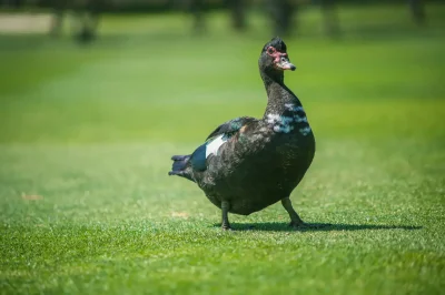 Golf_Son_Servera_04_17-18